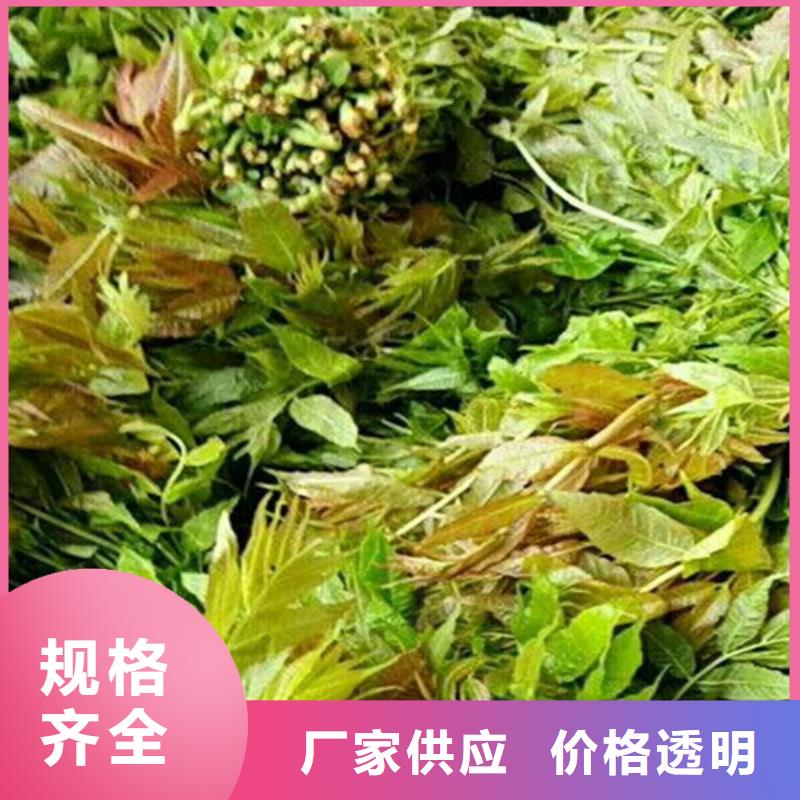 【香椿苹果苗种类多质量好】