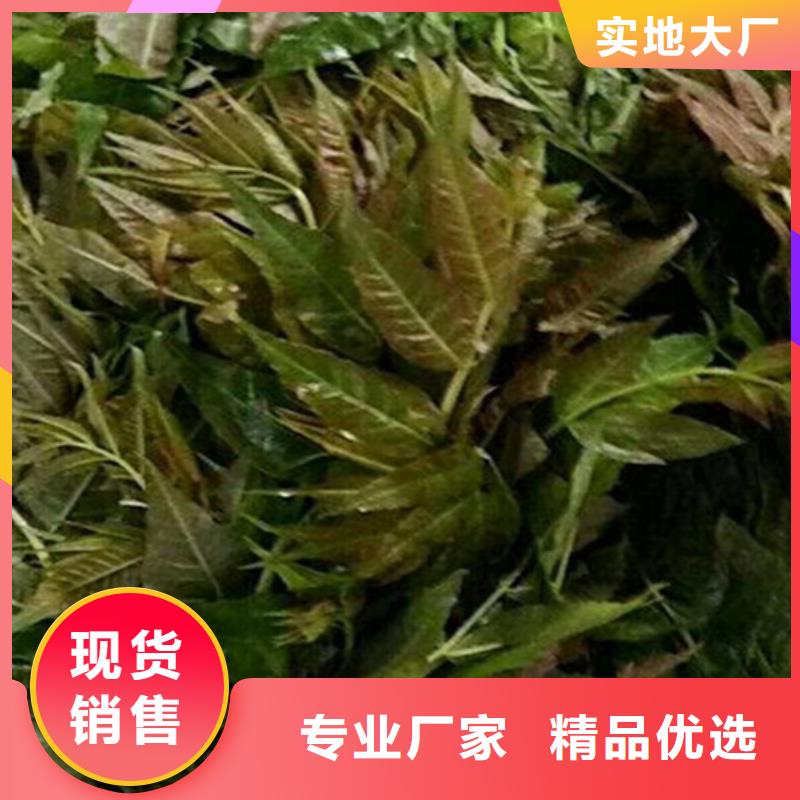 香椿梨树苗一站式供应厂家
