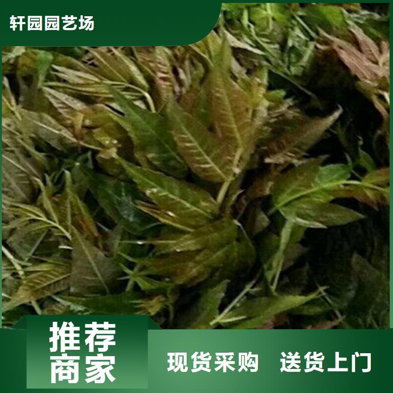 香椿【苹果苗】畅销本地