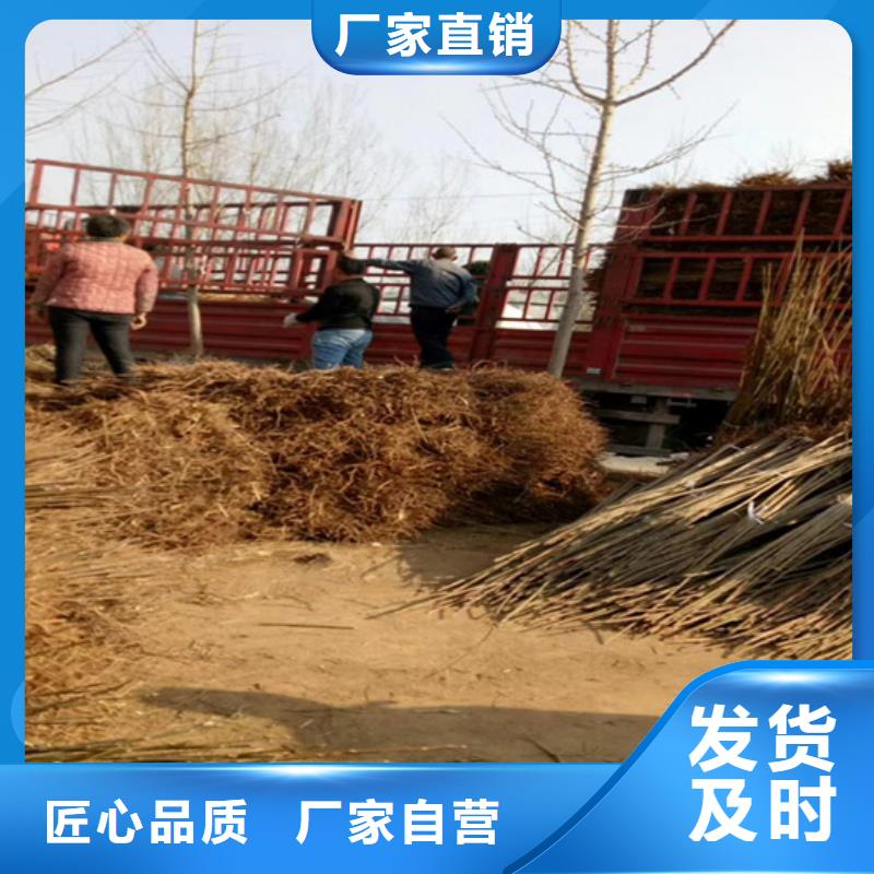 香椿葡萄苗常年出售