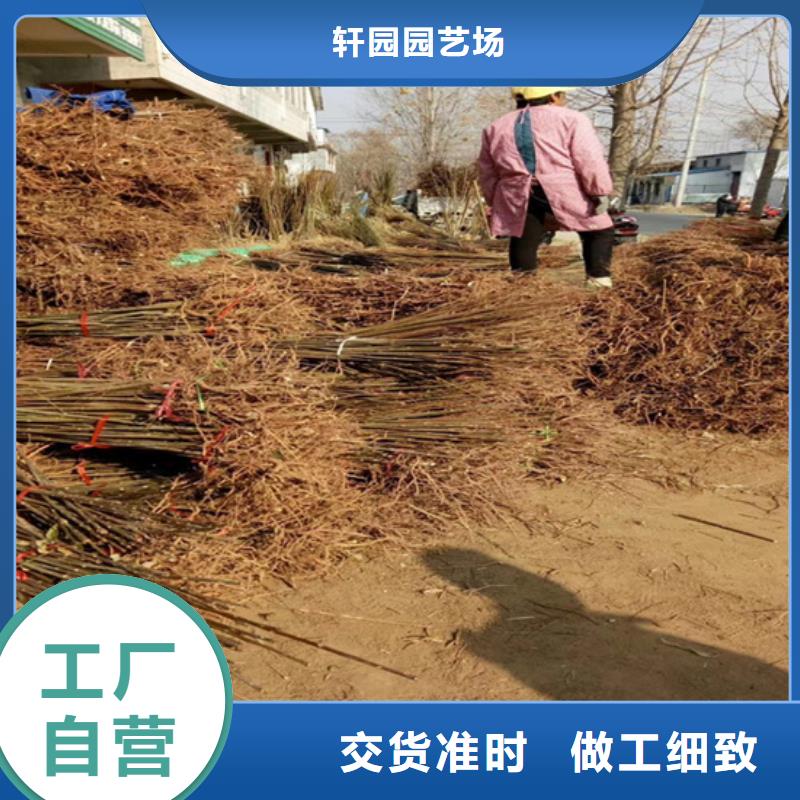 香椿【苹果苗】研发生产销售