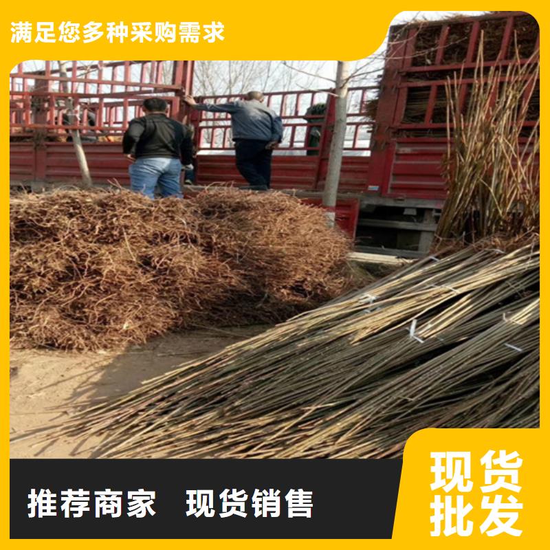 香椿苹果苗专业生产团队
