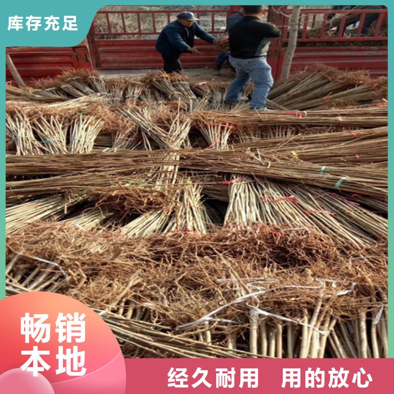 香椿【苹果苗】畅销本地