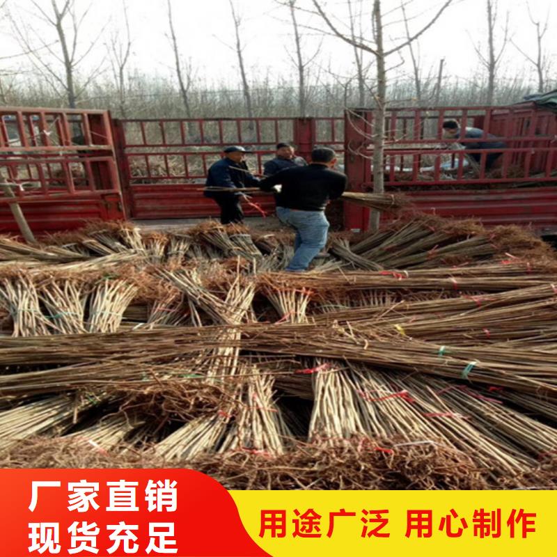 香椿_【樱桃苗】订制批发