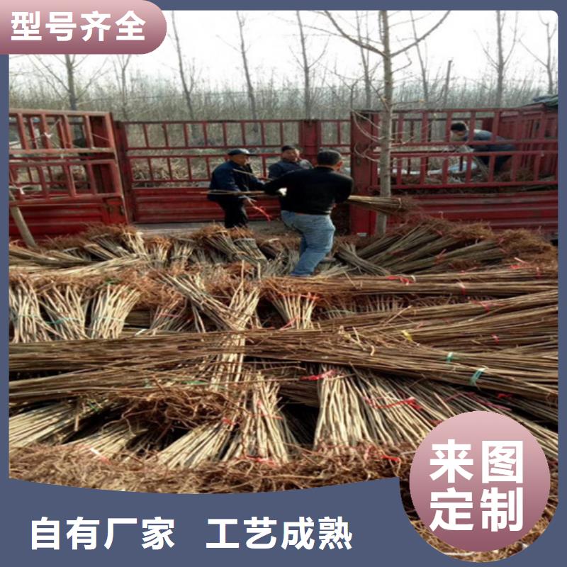 香椿【梨树苗】一站式采购方便省心