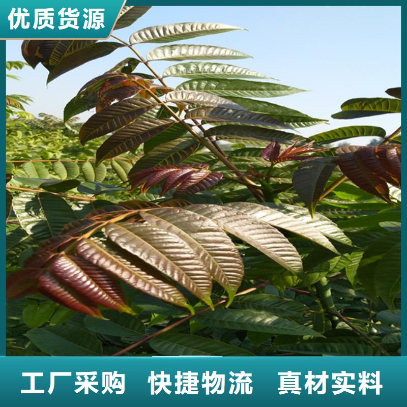 香椿-桃树苗48小时发货