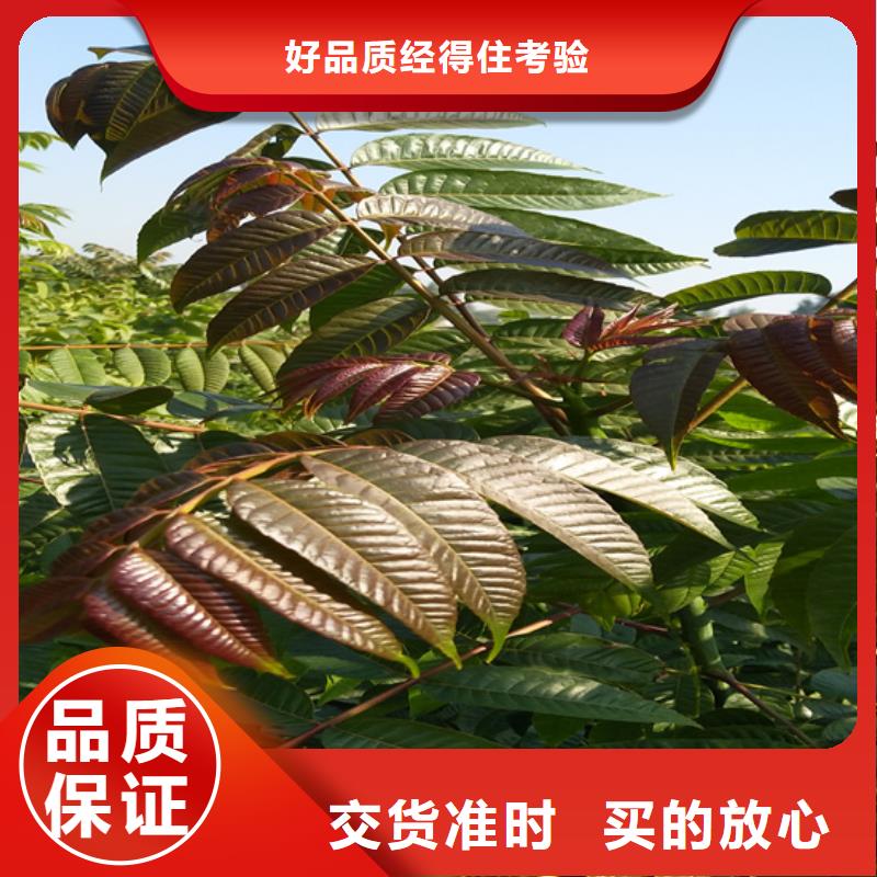 香椿苹果苗专业生产团队