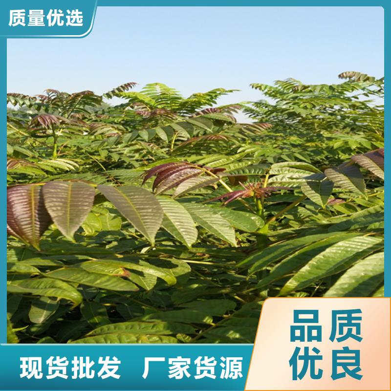 香椿,樱桃苗用好材做好产品