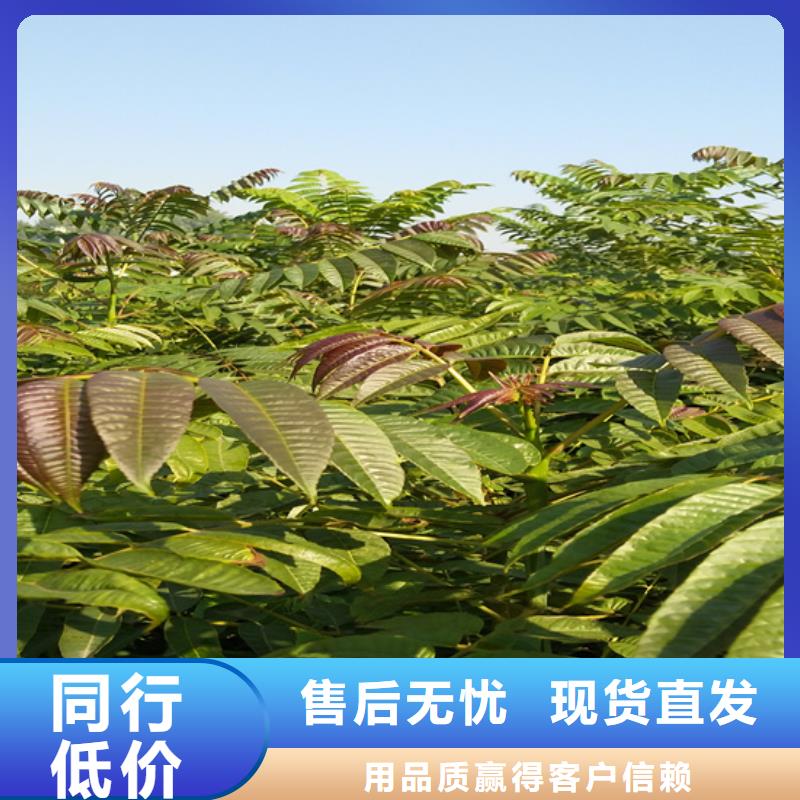 香椿_杏树苗多种款式可随心选择