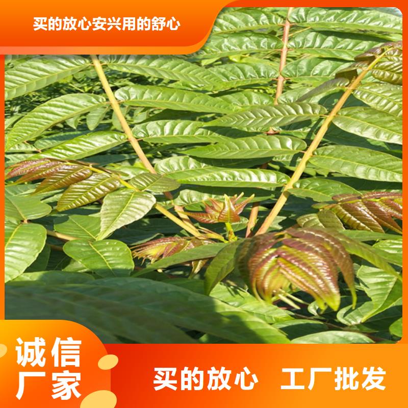 香椿石榴树苗实力商家