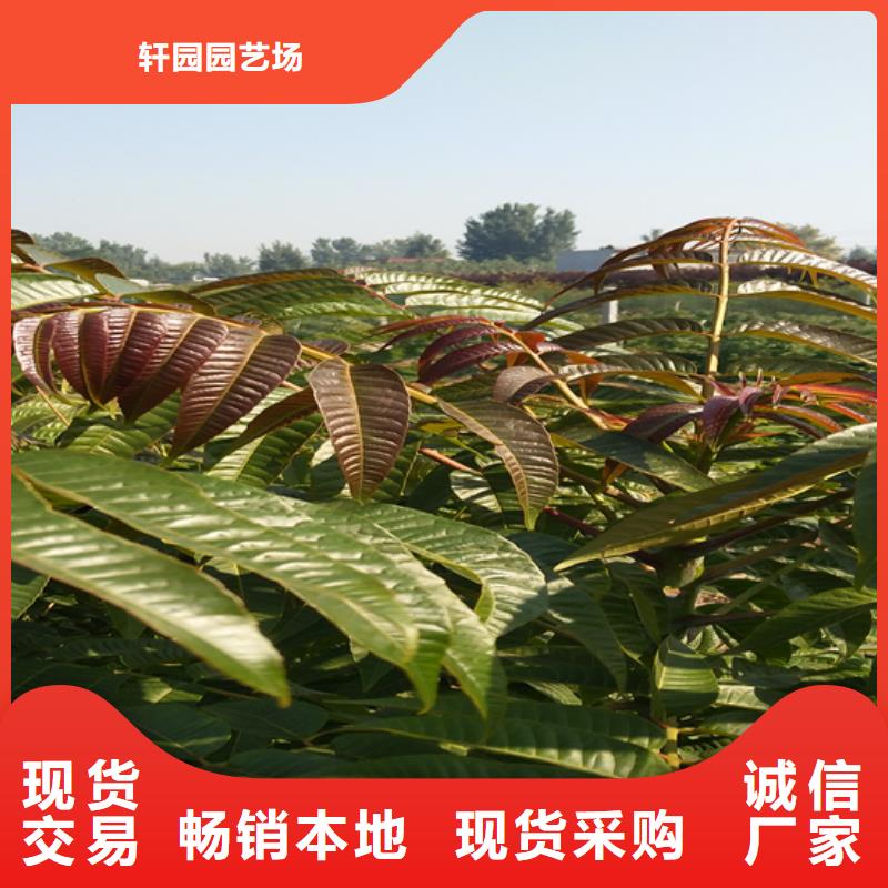 香椿苹果苗品质之选
