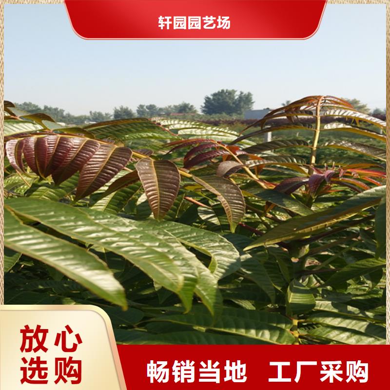 香椿樱桃苗用心制作