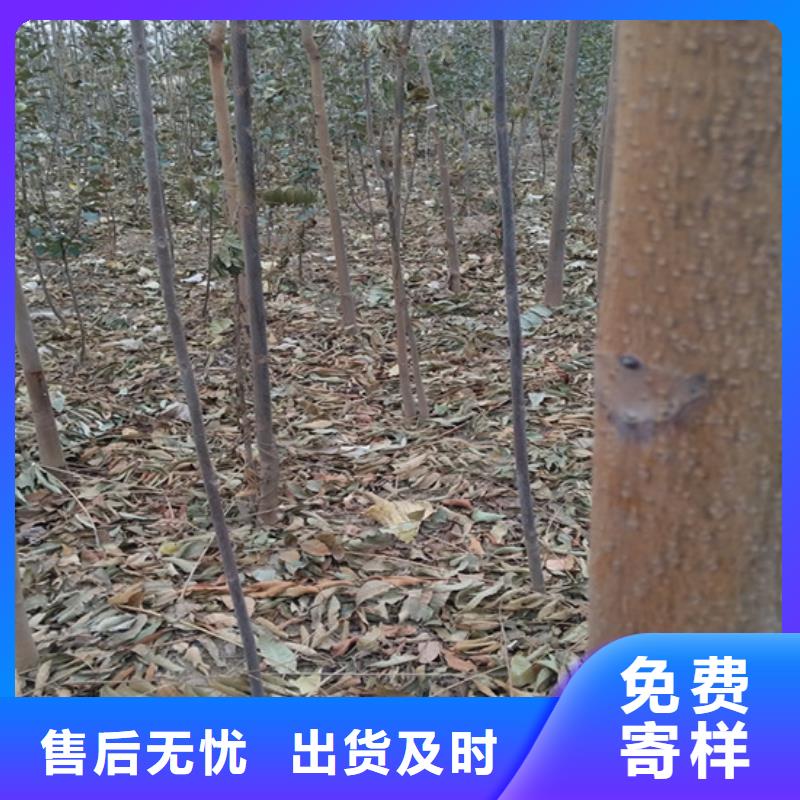 香椿樱桃苗国标检测放心购买