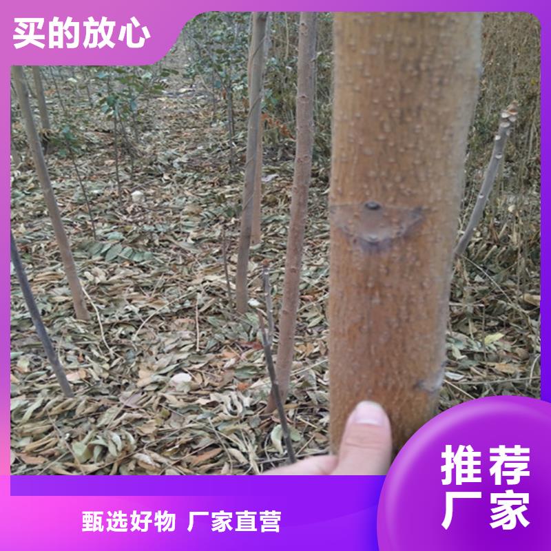 香椿葡萄苗常年出售