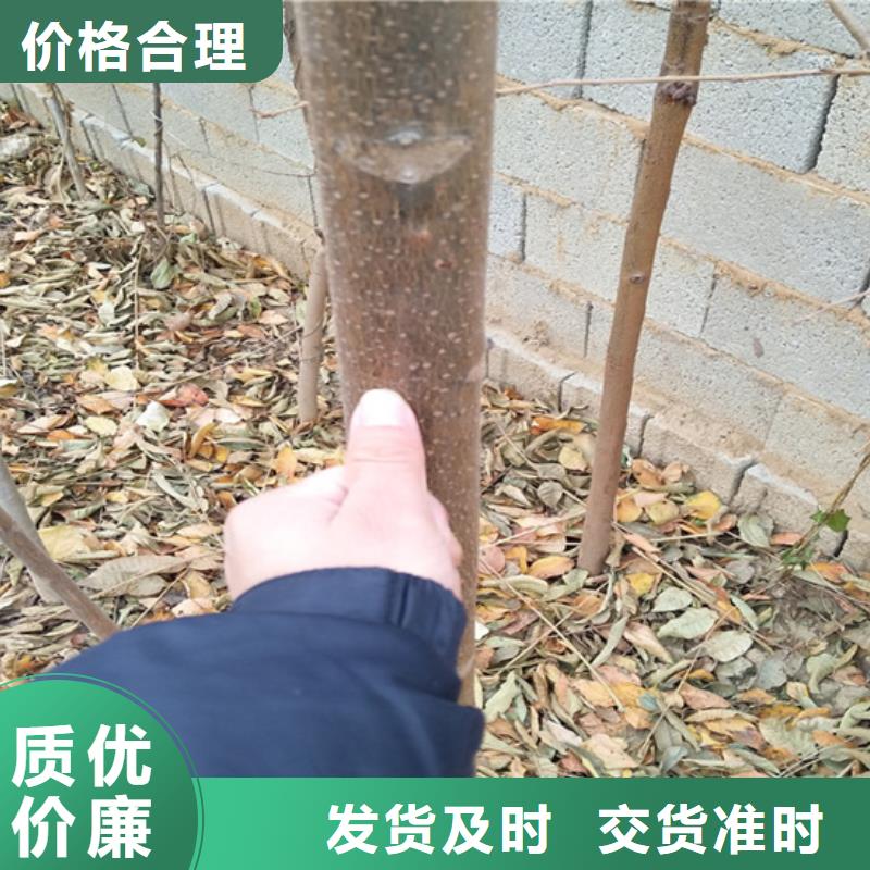 香椿草莓苗一周内发货