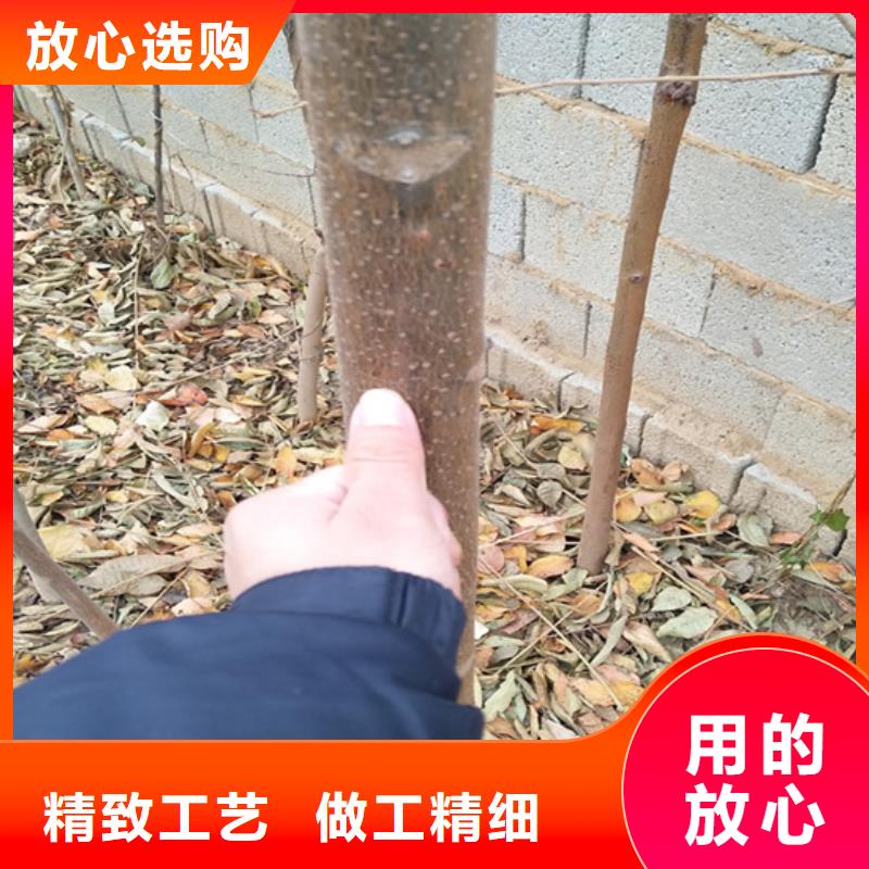香椿-梨树苗优质原料