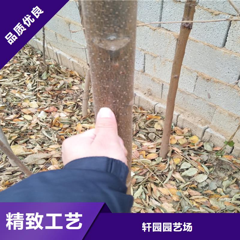 香椿-【苹果苗】使用方法