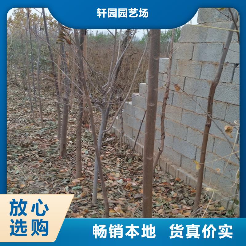 【香椿】红颜草莓用途广泛
