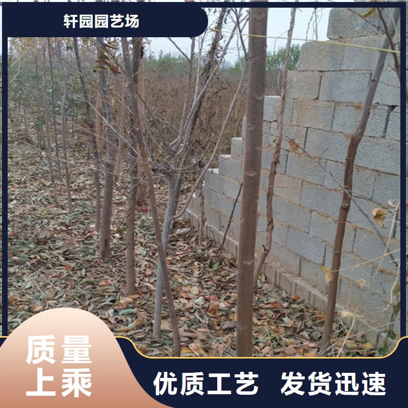 香椿,樱桃苗用好材做好产品