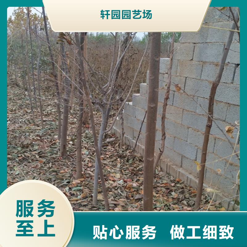 香椿3公分软籽石榴苗多年实力厂家
