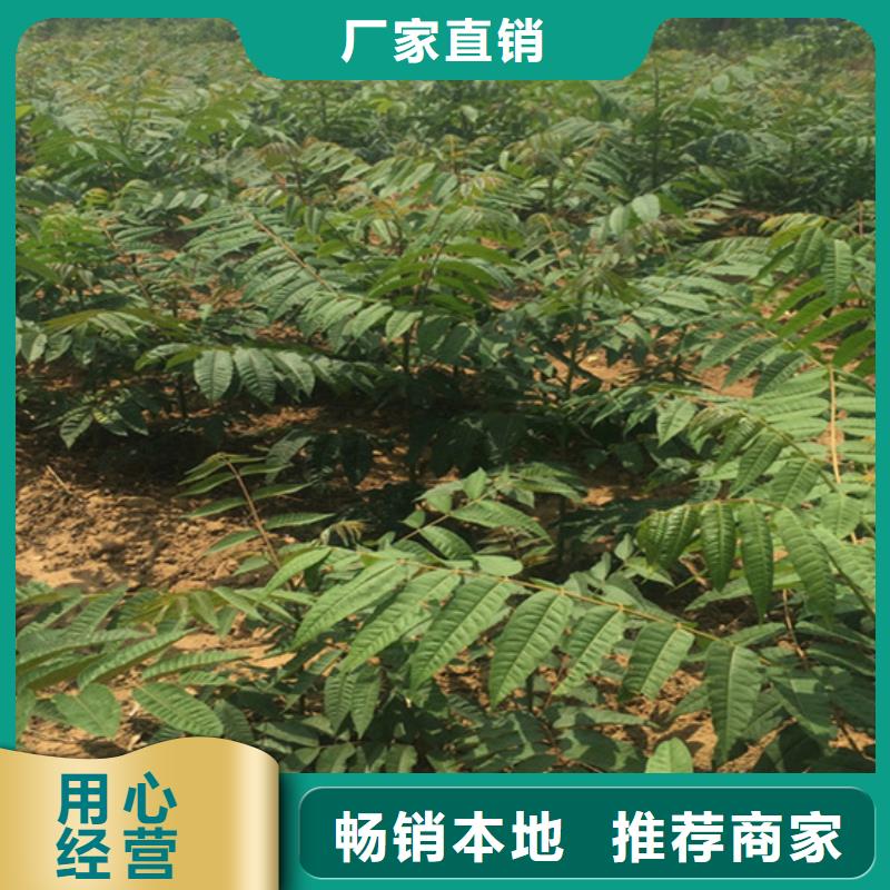 【香椿苹果苗种类多质量好】