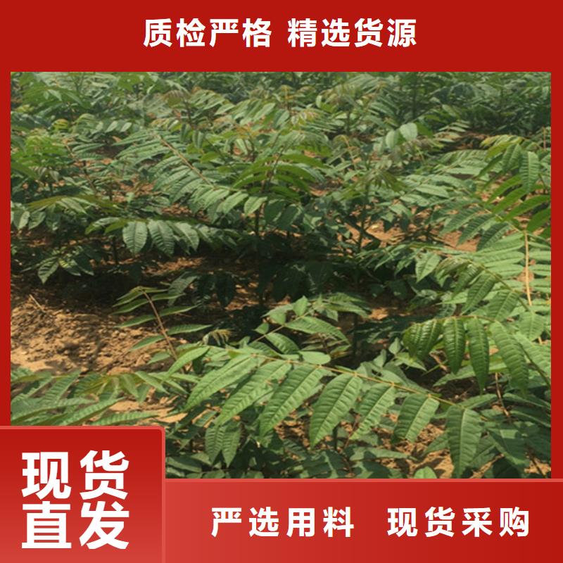 【香椿】红颜草莓用途广泛