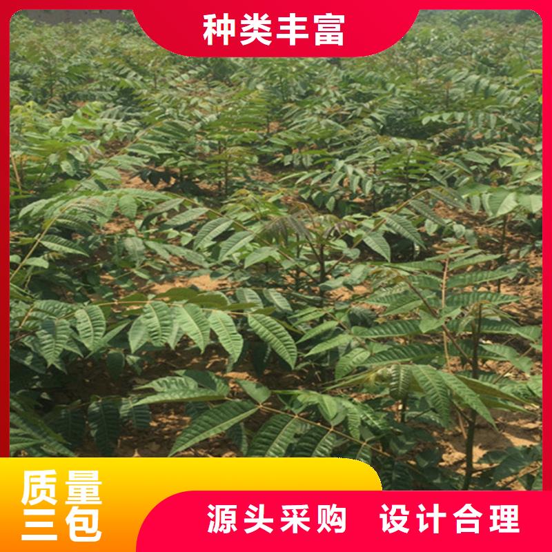 香椿_杏树苗多种款式可随心选择