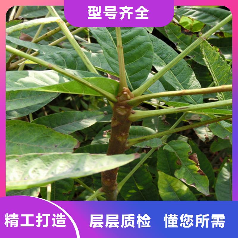 香椿苹果苗用心服务