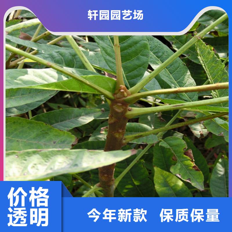 香椿苹果苗用心服务