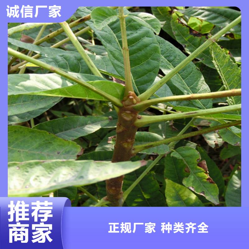 香椿石榴树苗实力商家
