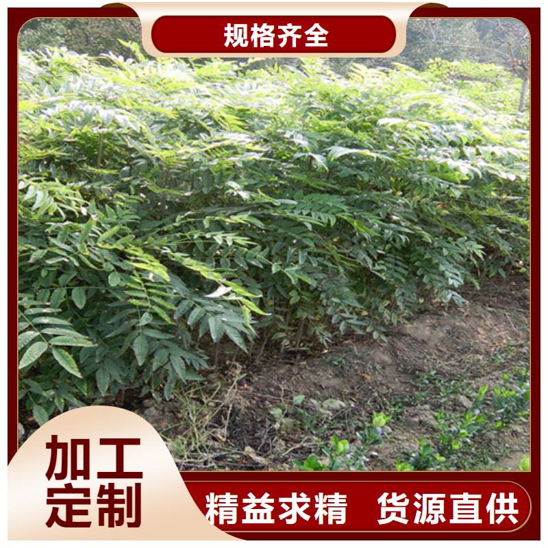 香椿樱桃苗用心制作