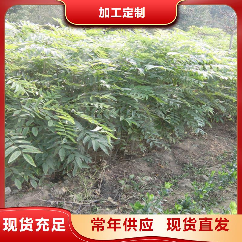 【香椿苹果苗种类多质量好】