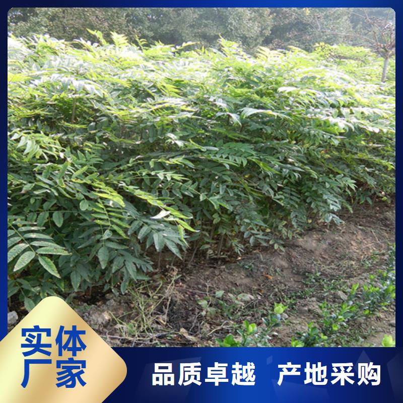 香椿_杏树苗多种款式可随心选择