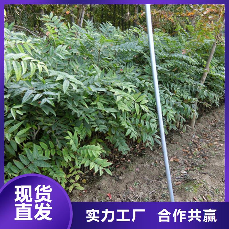 香椿石榴树苗实力商家