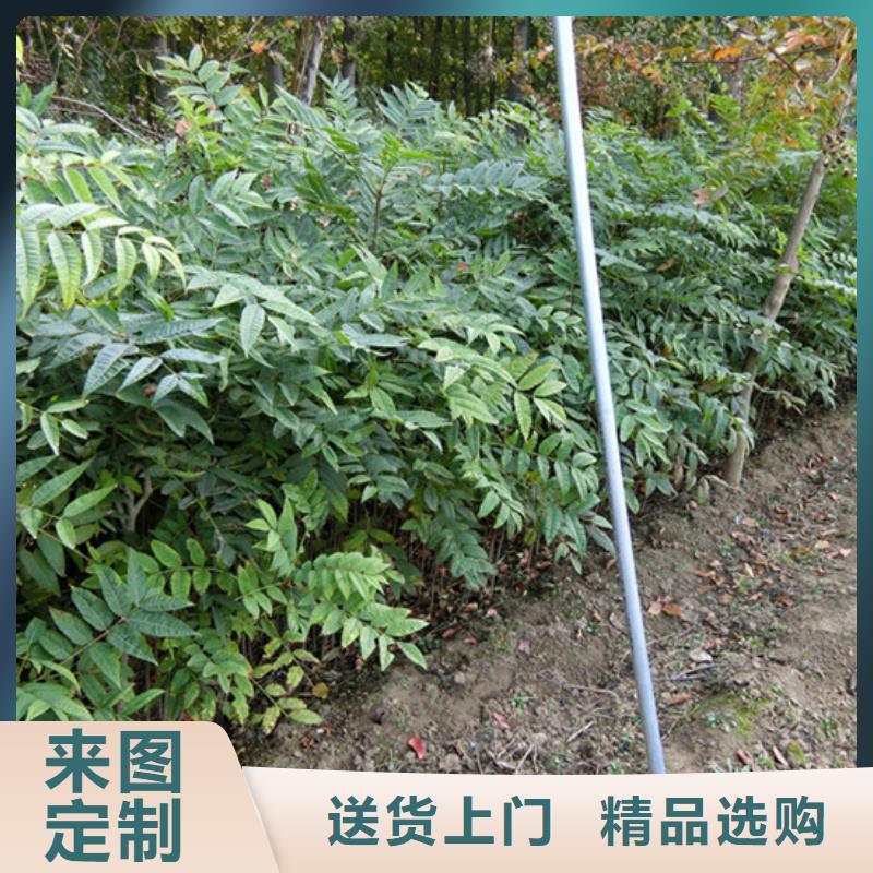 香椿【苹果苗】畅销本地