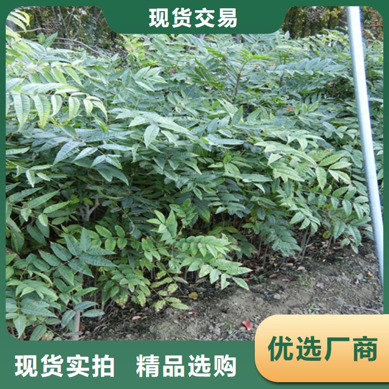 香椿樱桃苗直销厂家