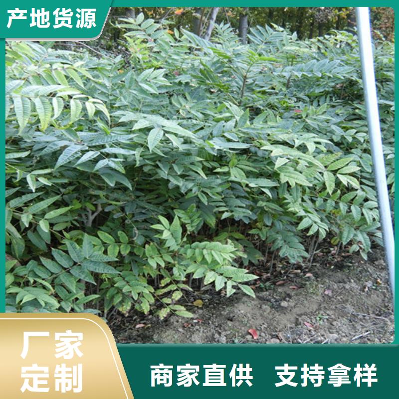 香椿-桃树苗48小时发货