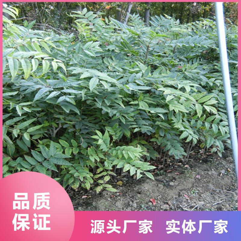 香椿,石榴树买的是放心