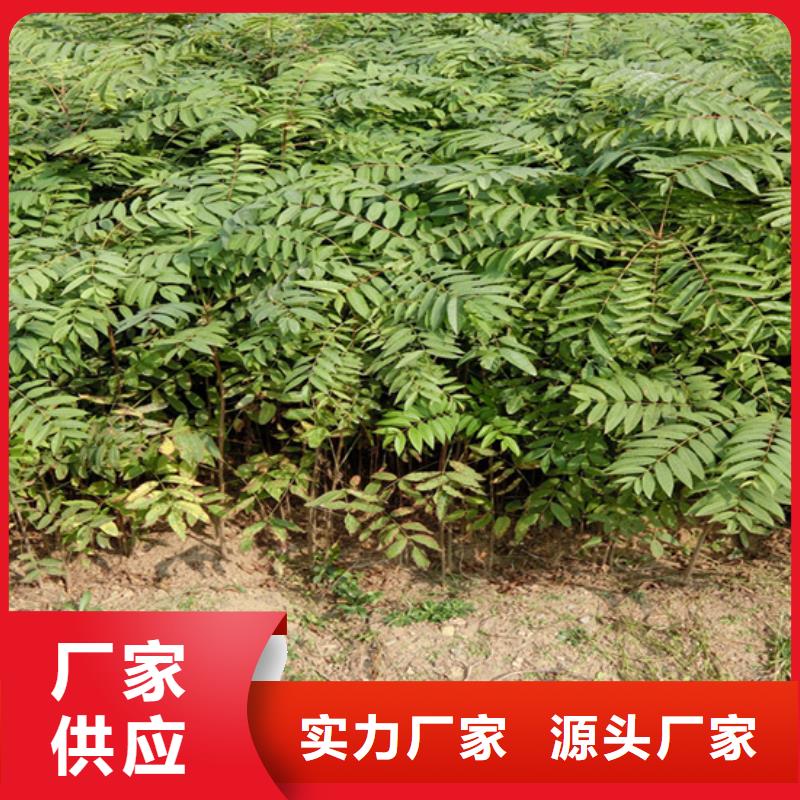 香椿石榴树苗实力商家