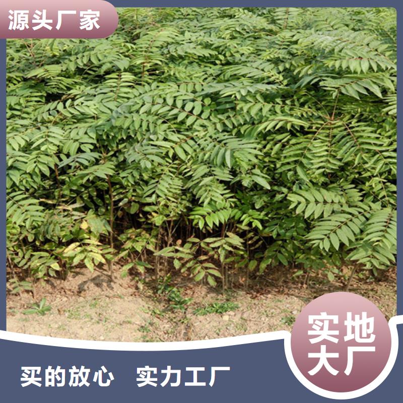 【香椿苹果苗种类多质量好】