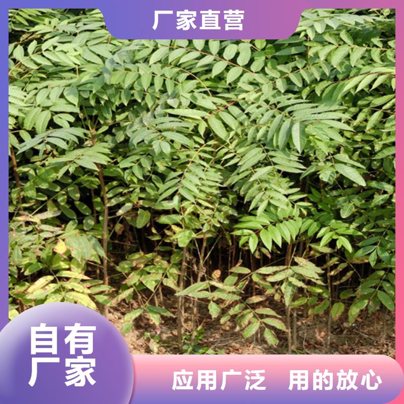香椿樱桃苗经验丰富质量放心