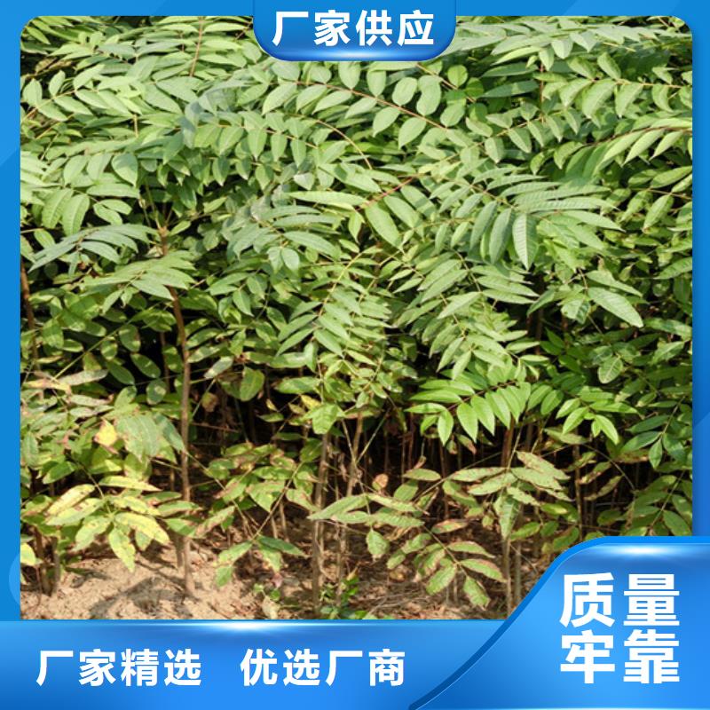 香椿樱桃苗供应商