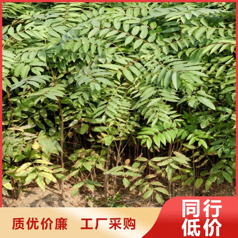 香椿苹果苗品质之选