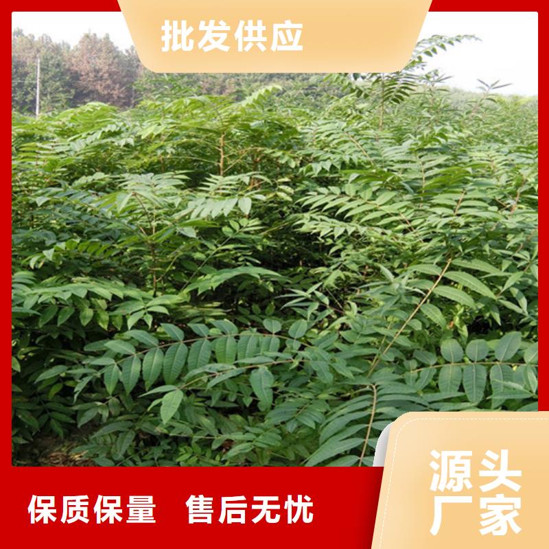 【香椿】樱桃苗一站式厂家