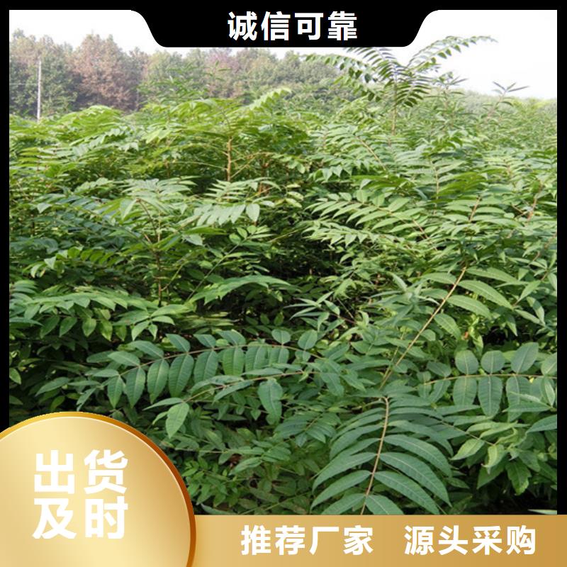 【香椿】-蓝莓苗精工制作