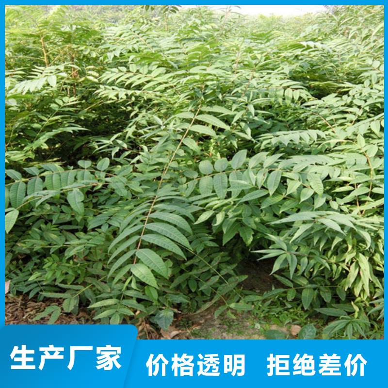 【香椿】樱桃苗一站式厂家