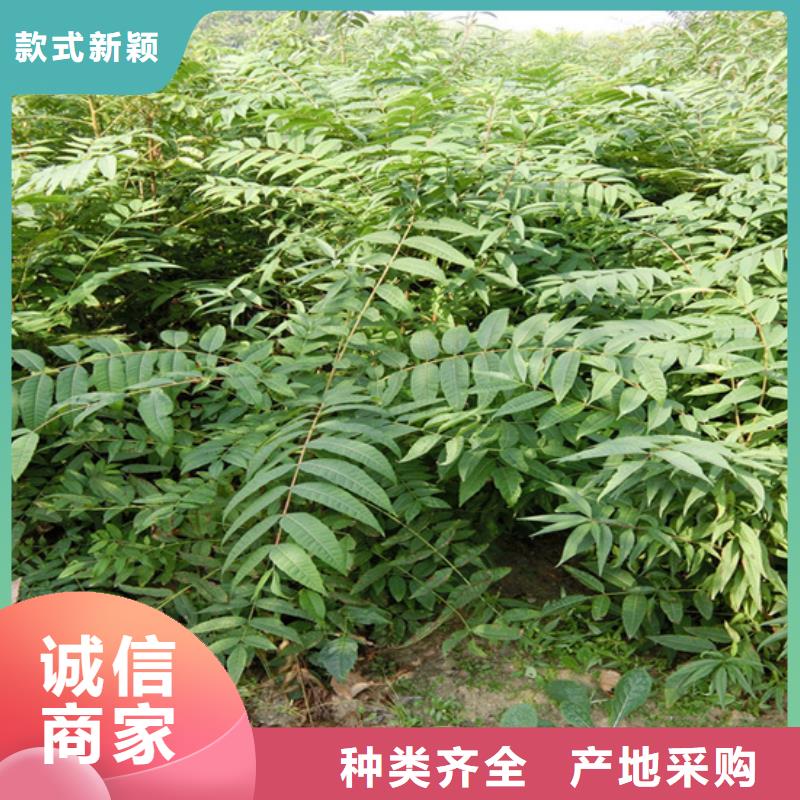 香椿苹果苗用心服务