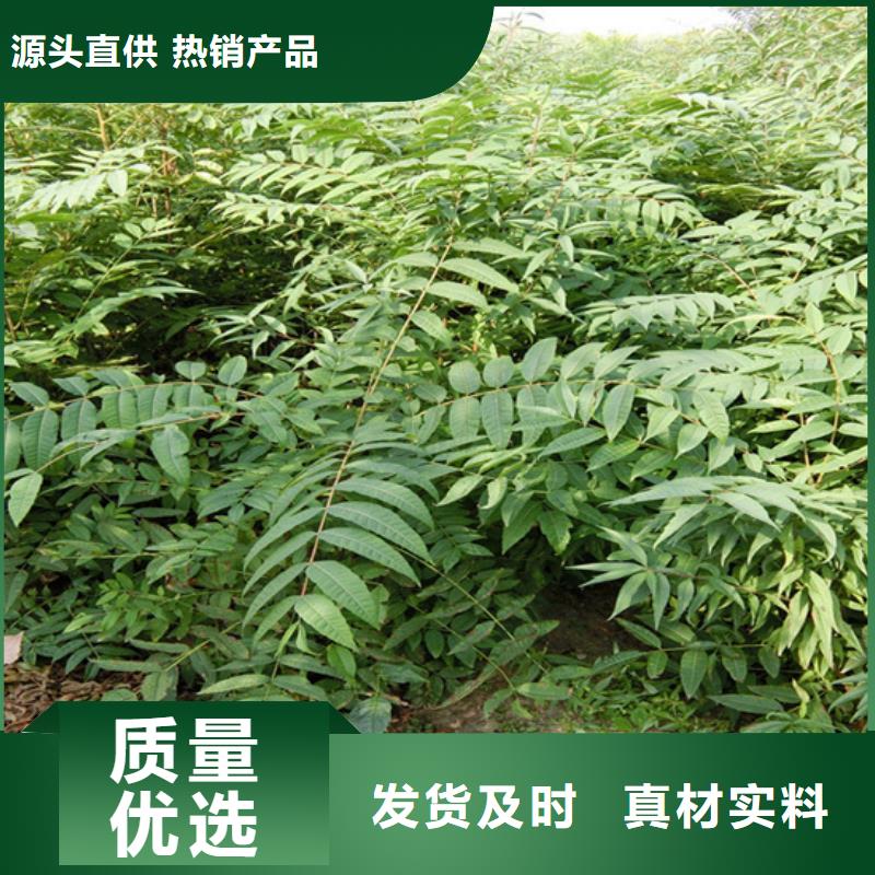 【香椿】樱桃苗同行低价