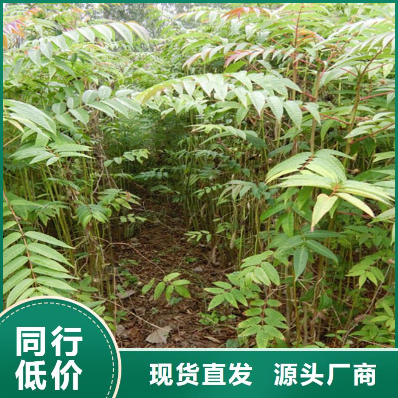香椿石榴树苗实力商家