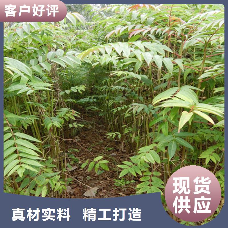 香椿-桃树苗48小时发货